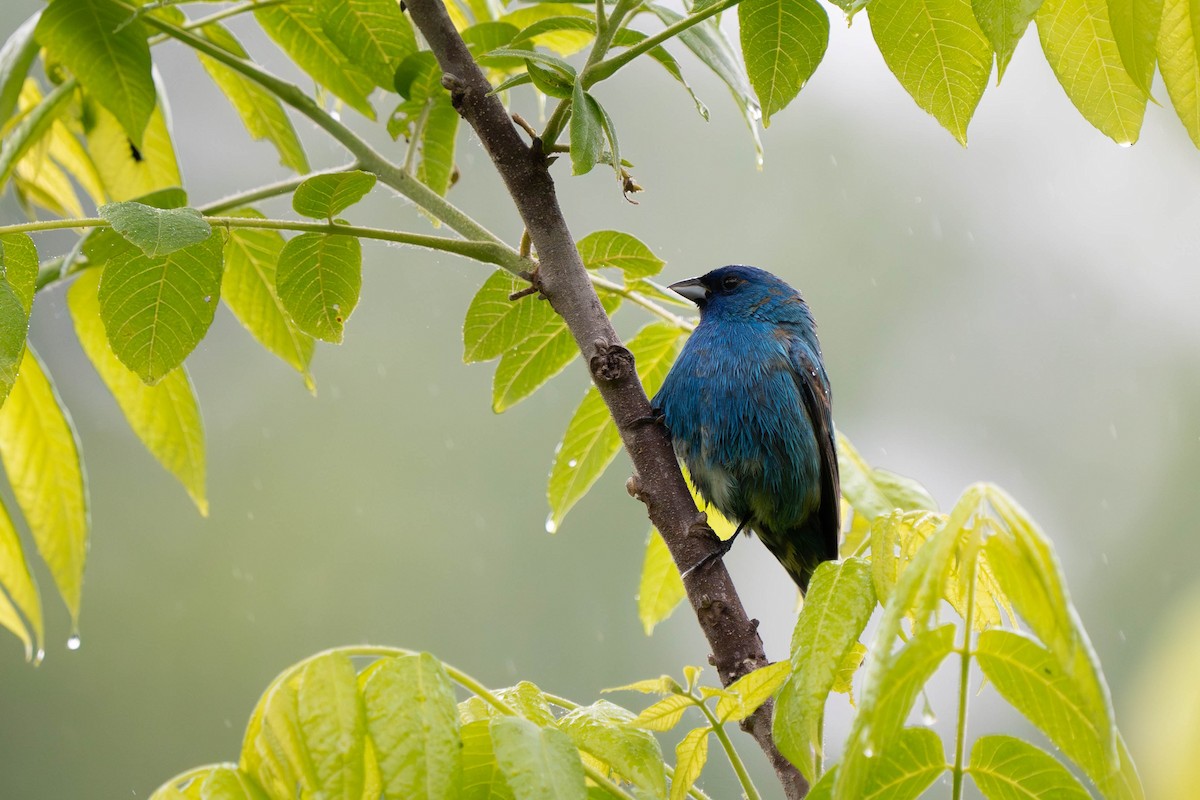 Indigo Bunting - ML619680272