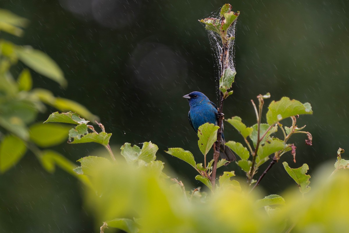 Passerin indigo - ML619680273