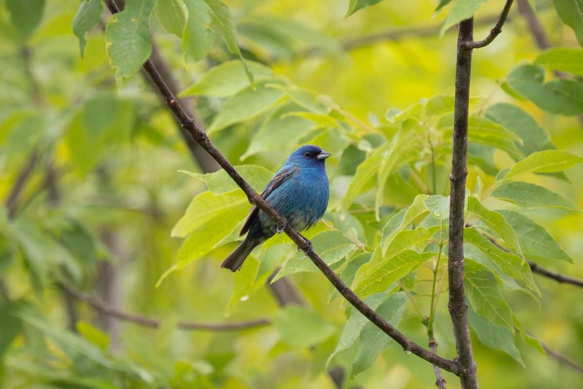 Passerin indigo - ML619680274