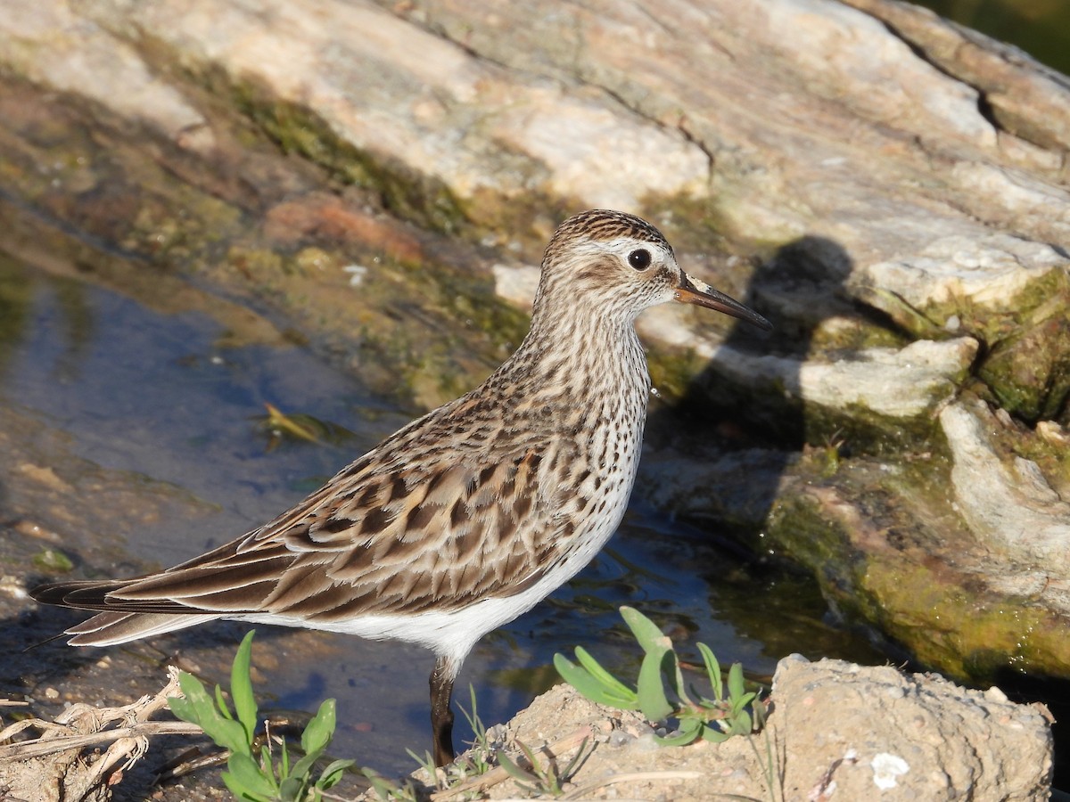 White-rumped Sandpiper - ML619680305