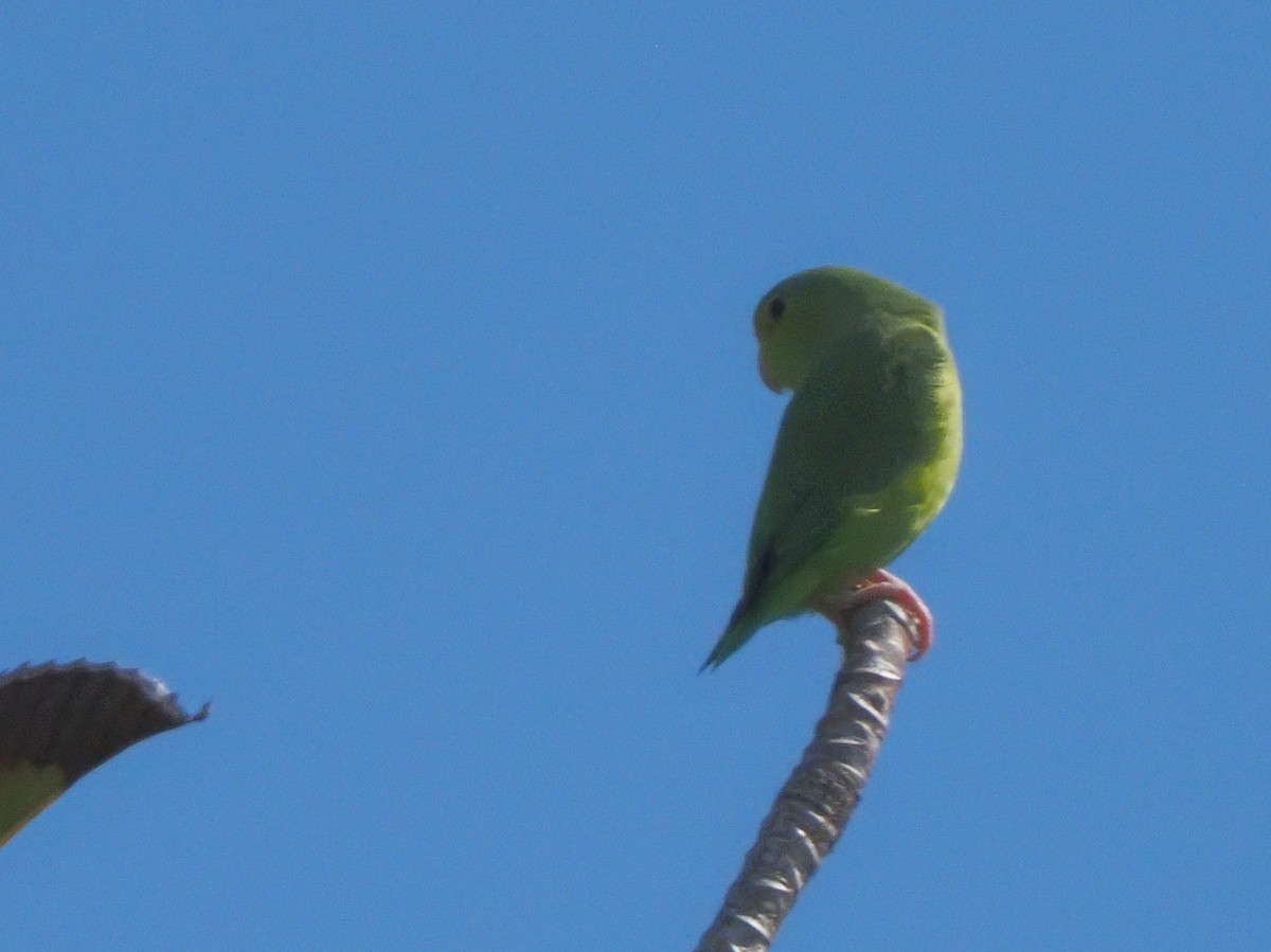 Yeşil Sokumlu Serçe Papağanı - ML619680312