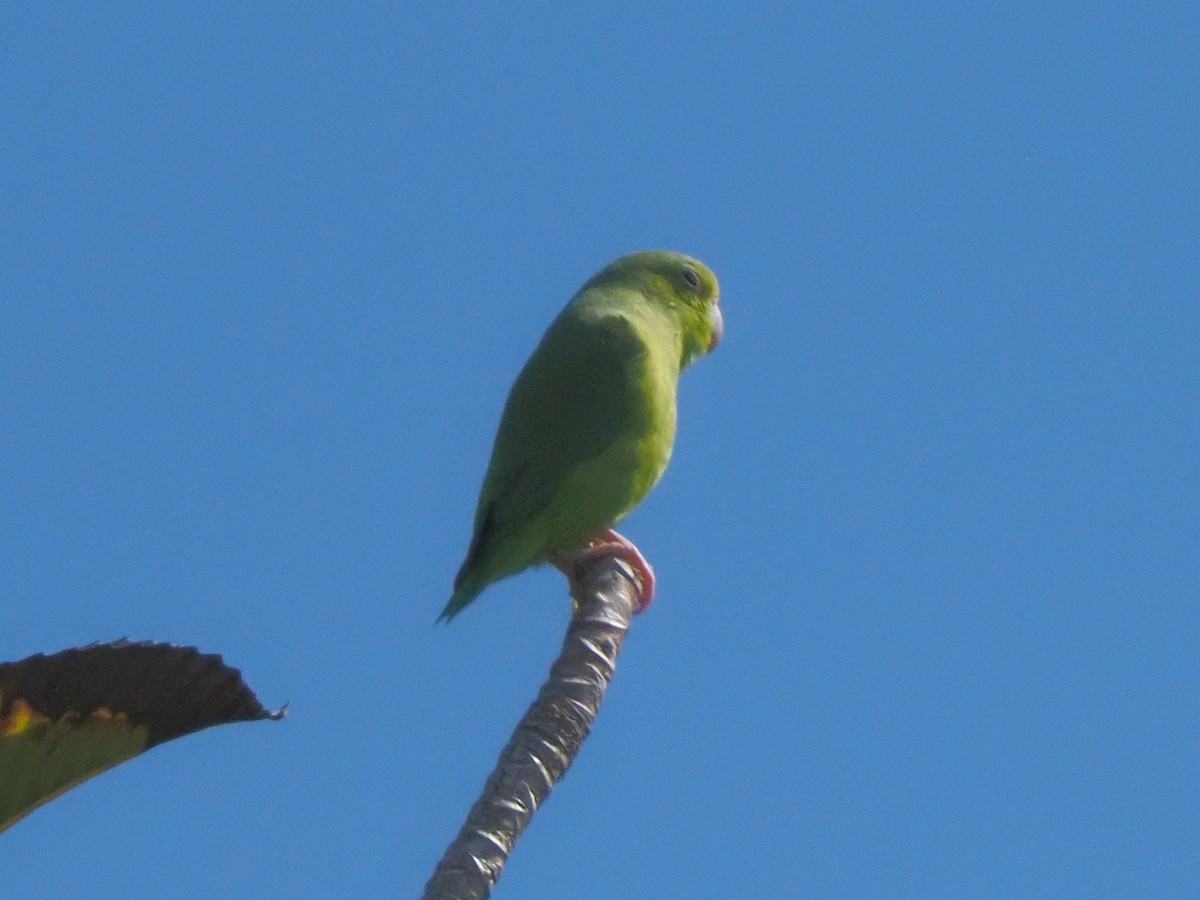 Yeşil Sokumlu Serçe Papağanı - ML619680313