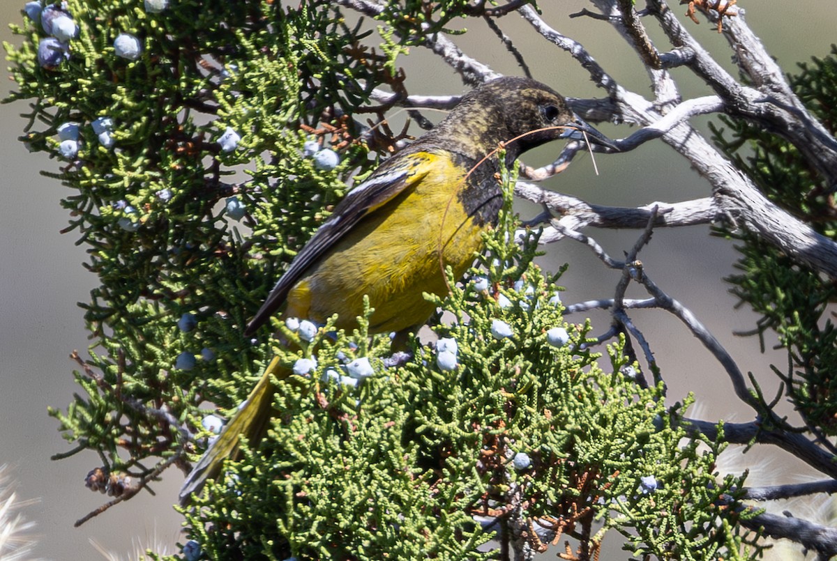 Scott's Oriole - ML619680326