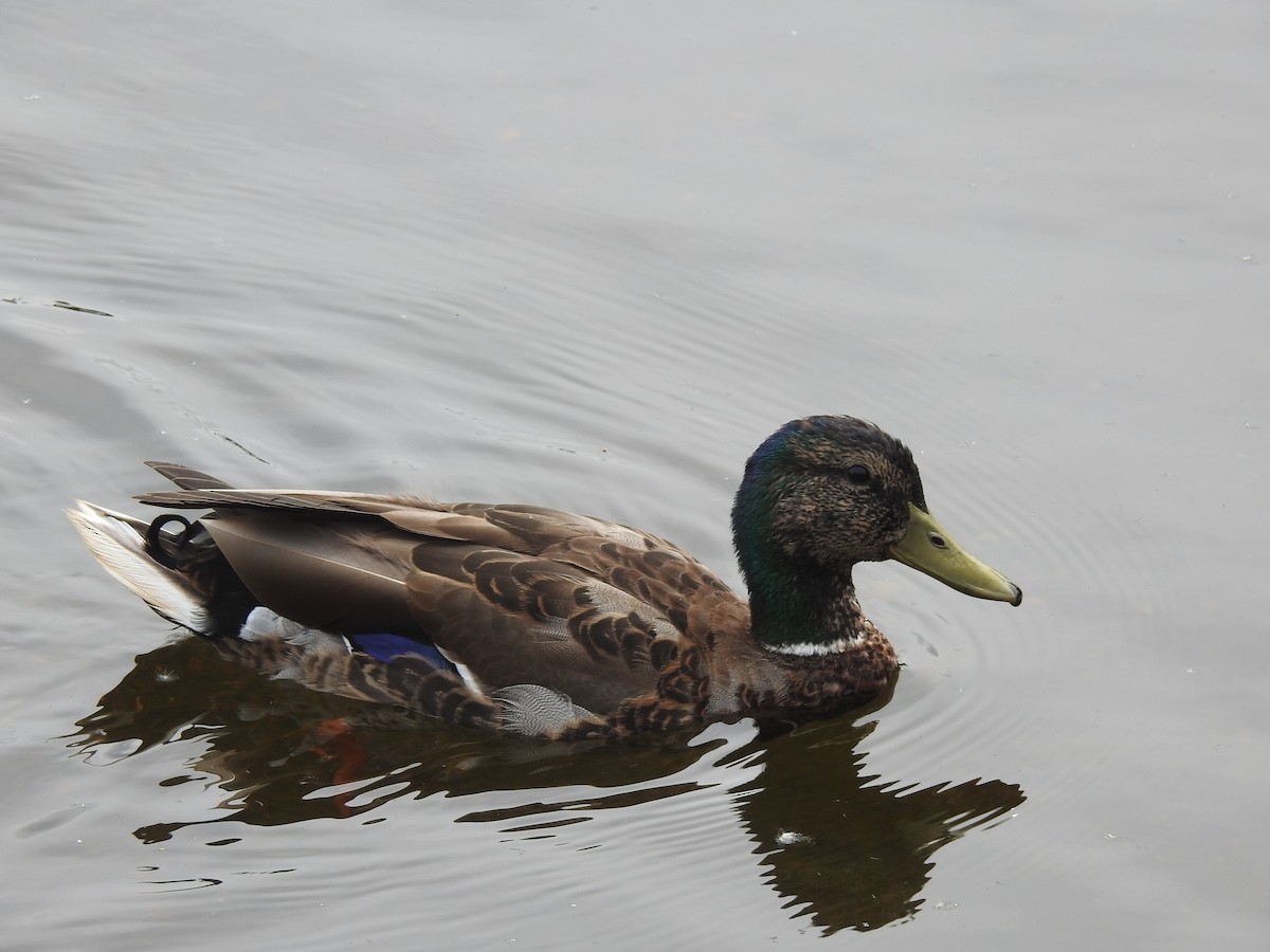 Mallard - ML619680366