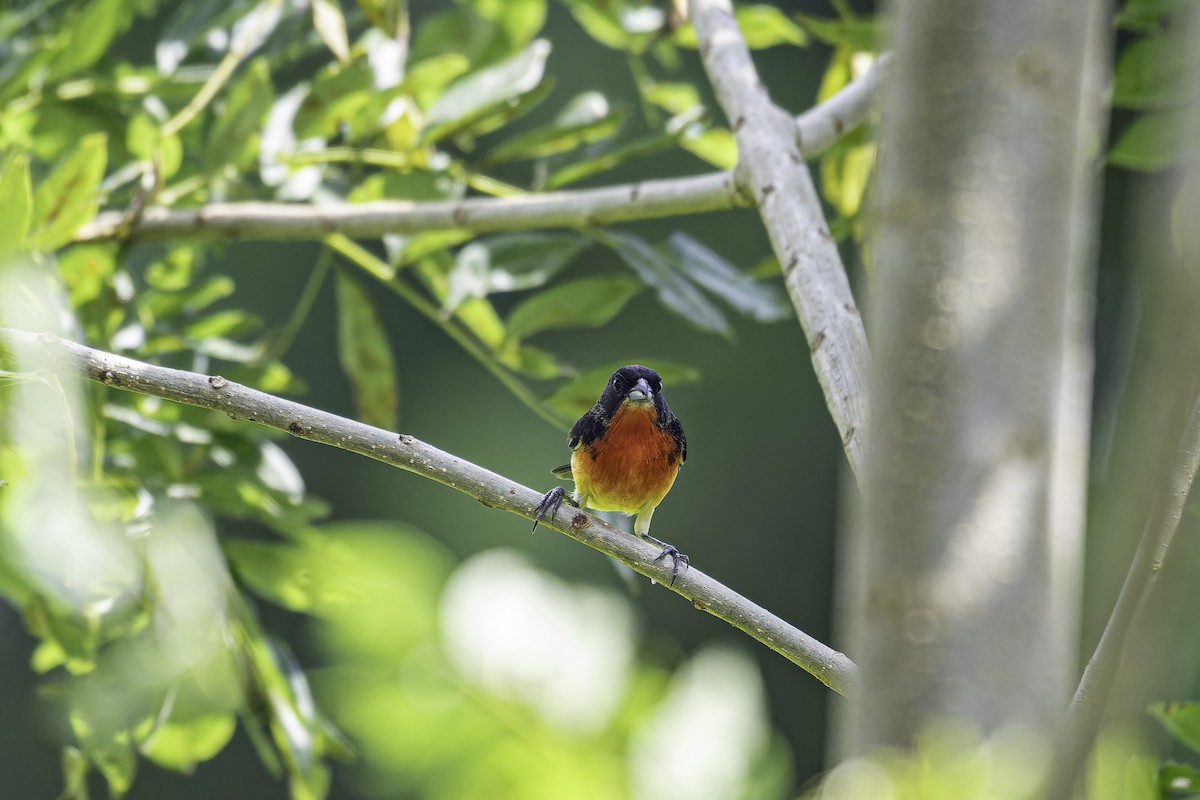 Crimson-breasted Finch - ML619680369