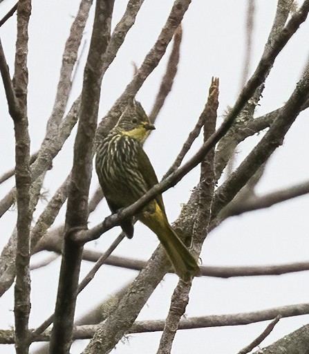 Striated Bulbul - ML619680378