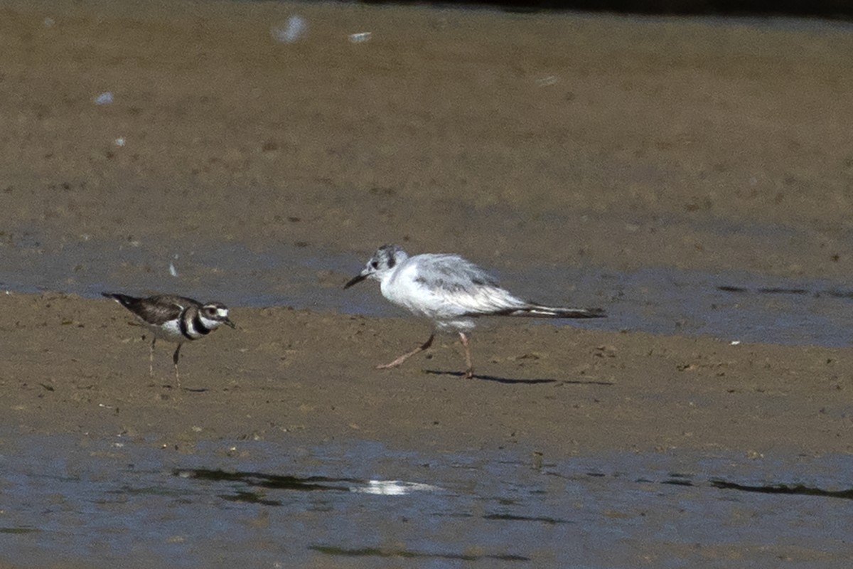 Bonaparte's Gull - ML619680415