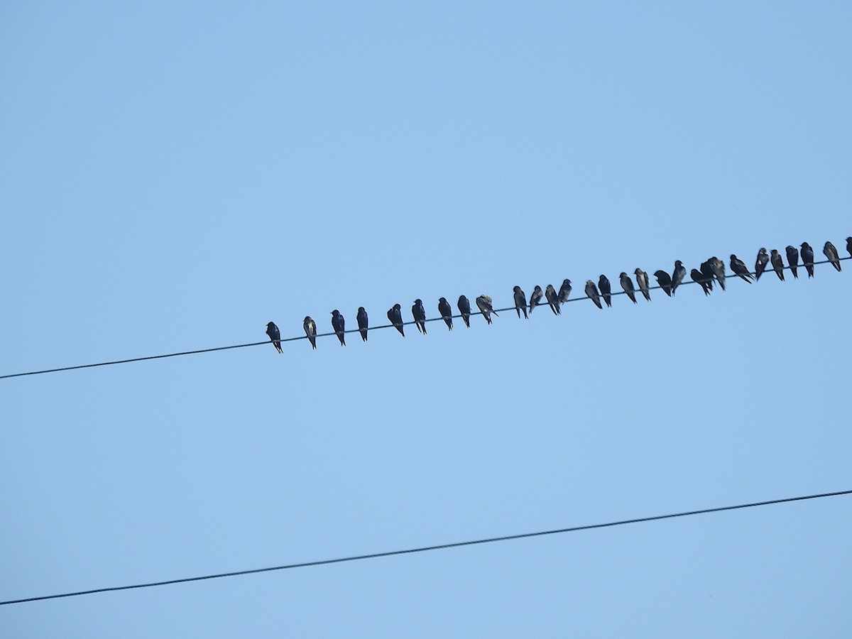 Purple Martin - ML619680422