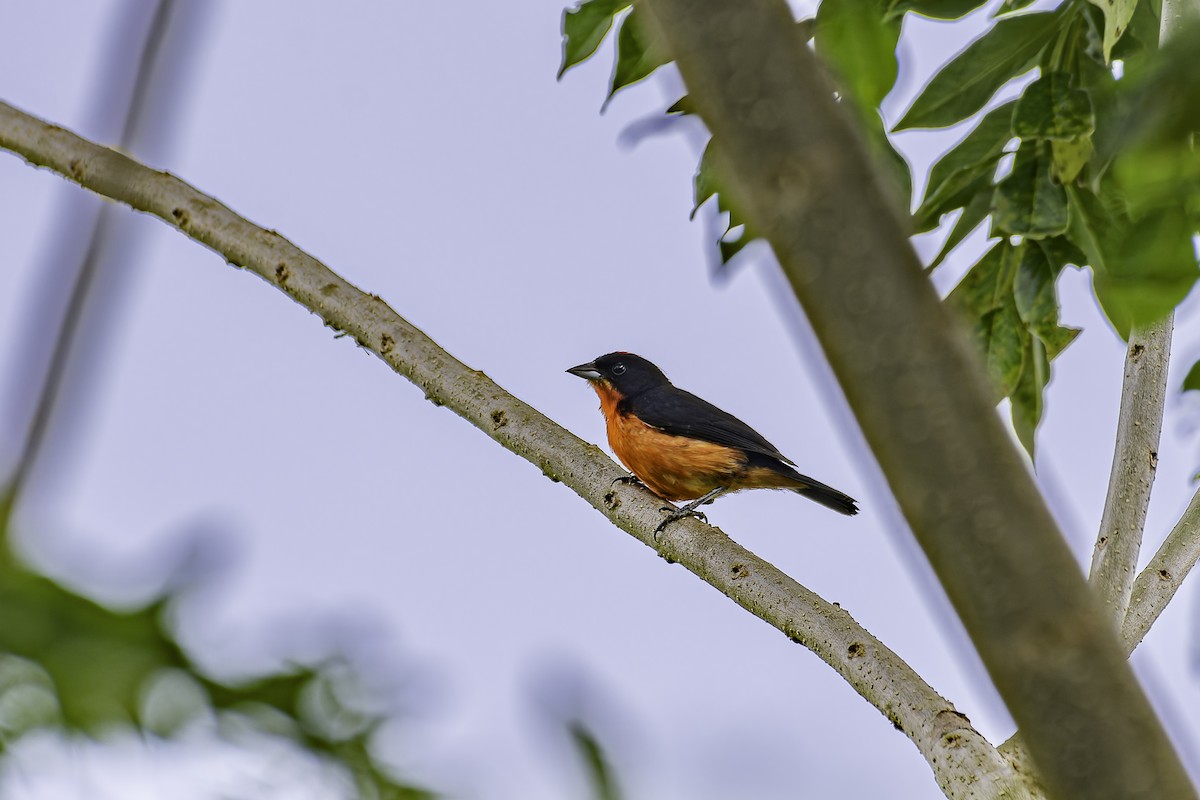 Crimson-breasted Finch - ML619680425