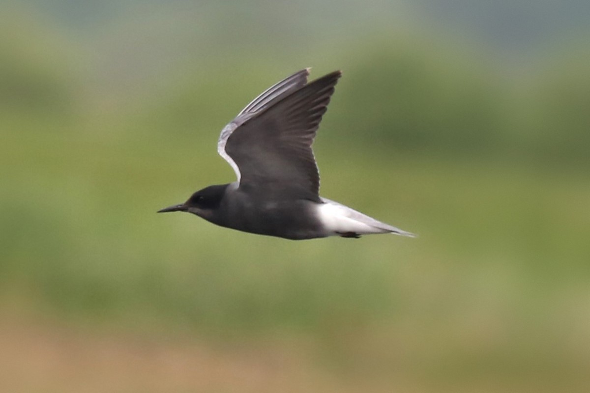 Black Tern - ML619680431