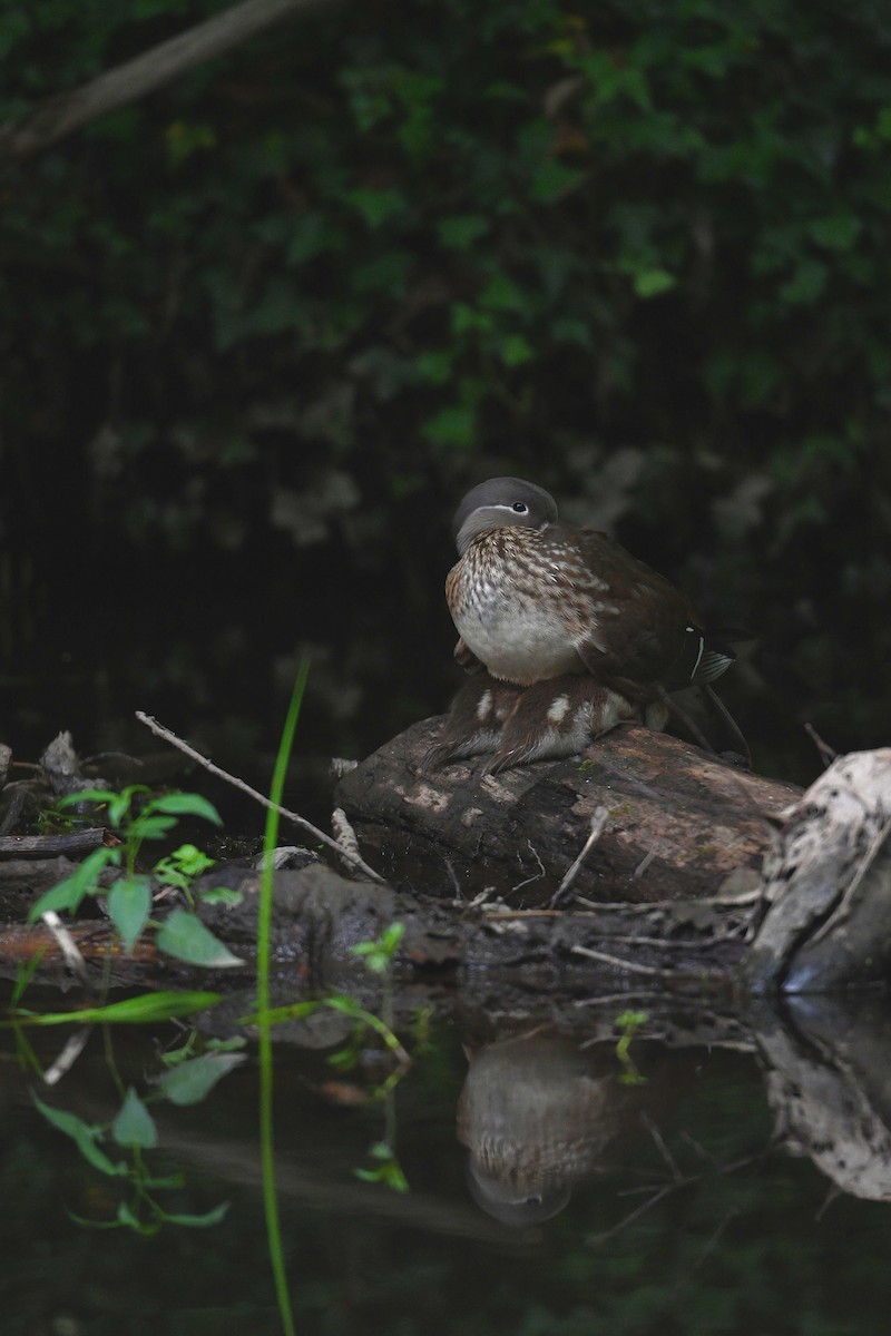 Mandarin Duck - ML619680444