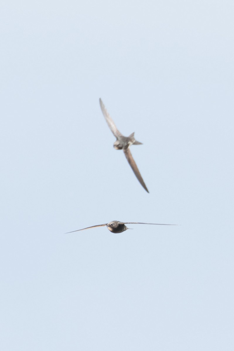 rorýs obecný - ML619680461