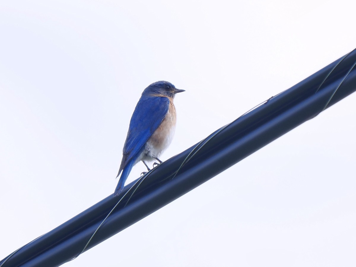 Eastern Bluebird - ML619680464