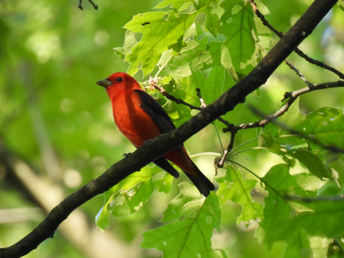 Scarlet Tanager - ML619680483