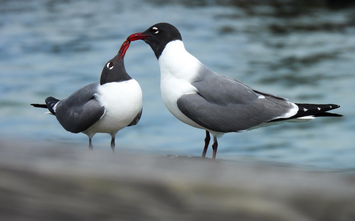 Laughing Gull - ML619680491