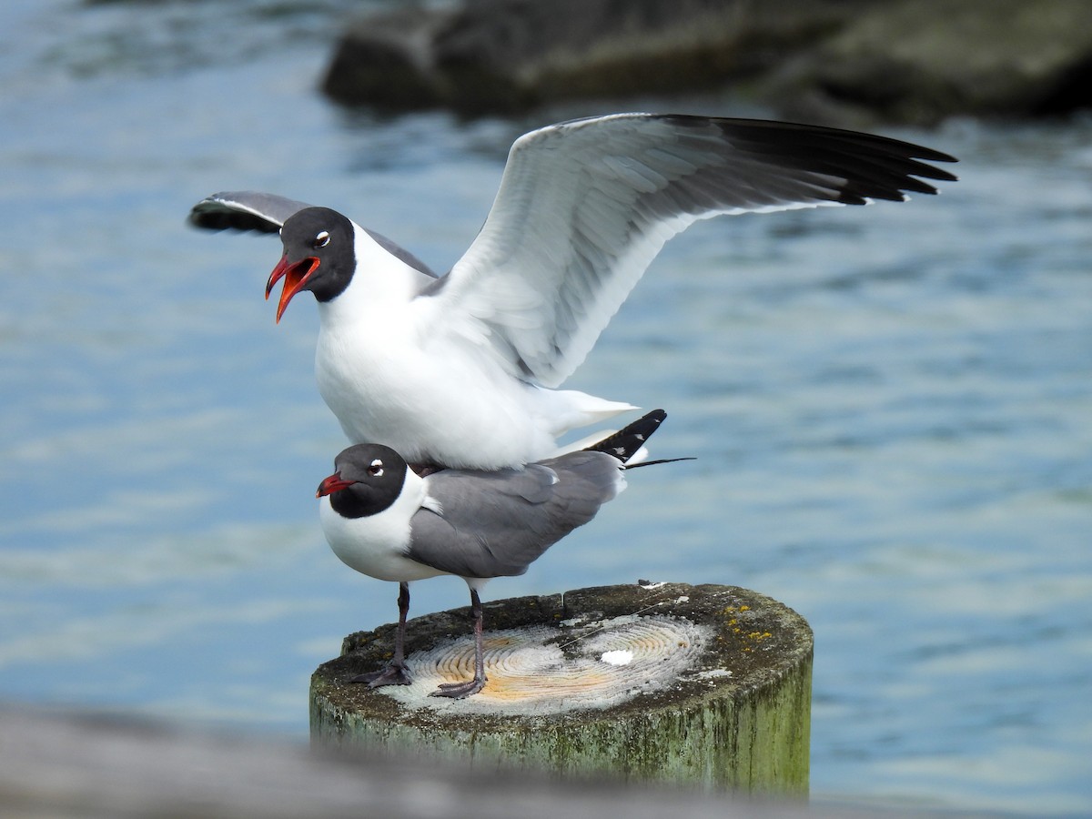 Mouette atricille - ML619680492