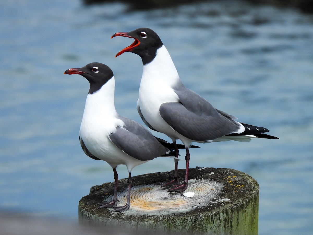 Laughing Gull - Sophie Dismukes