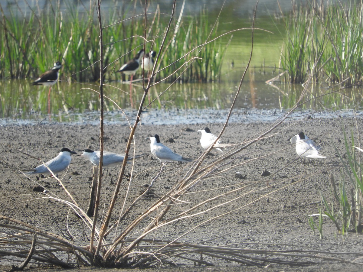 Gull-billed Tern - ML619680510