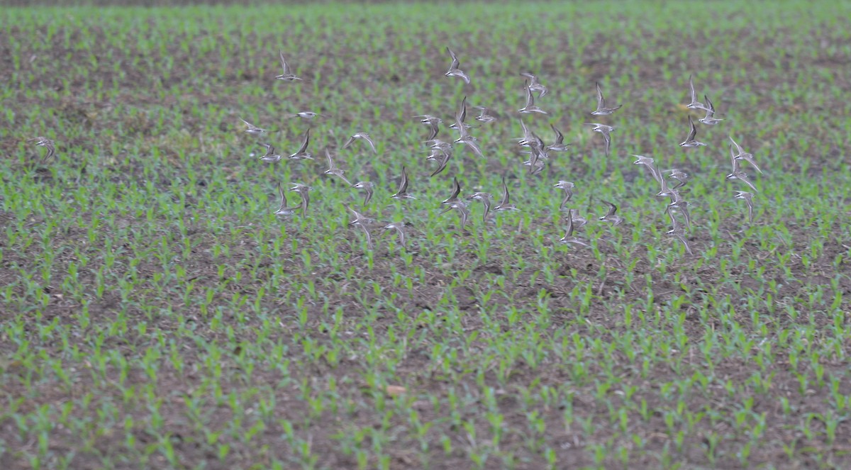 Semipalmated Sandpiper - ML619680513