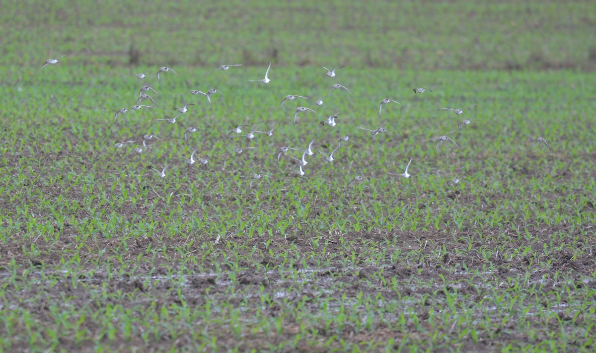 Semipalmated Sandpiper - ML619680514