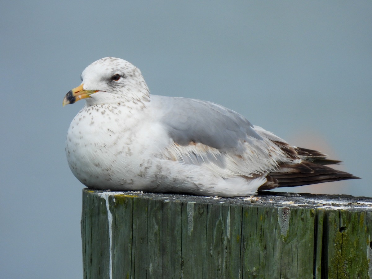 Ring-billed Gull - ML619680535