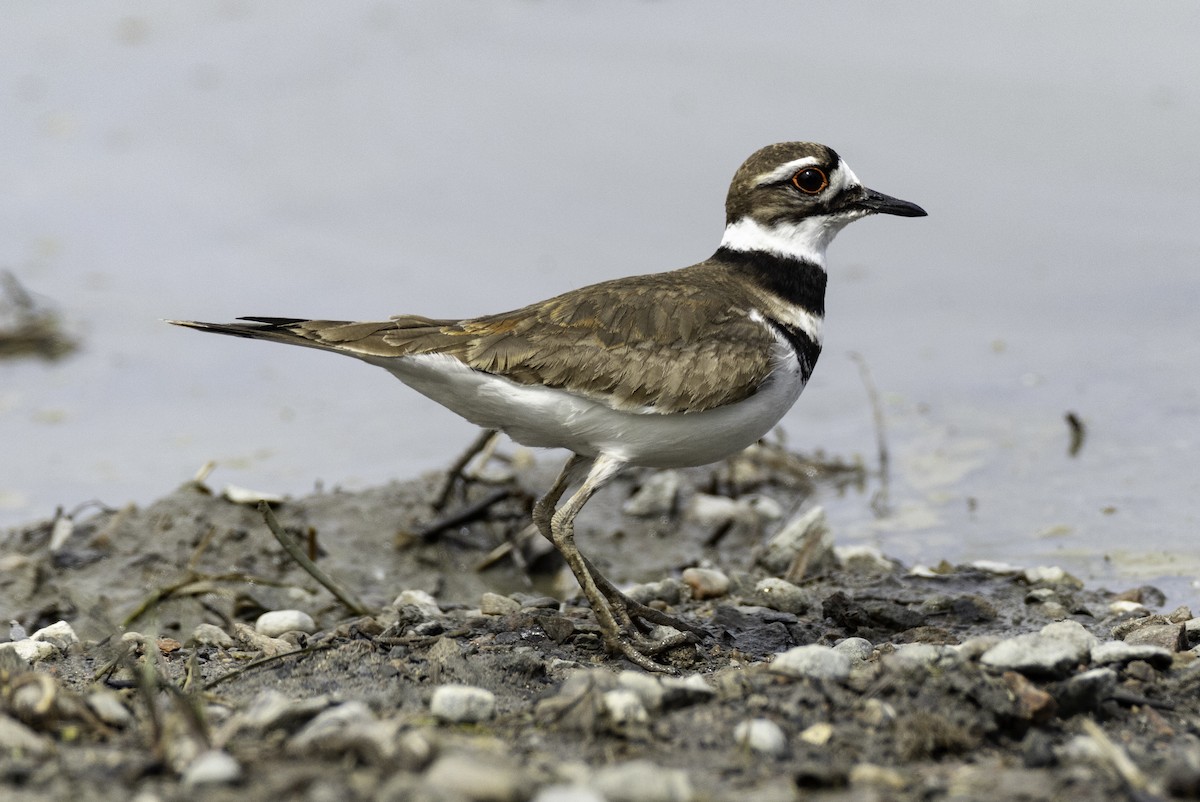 Killdeer - ML619680539