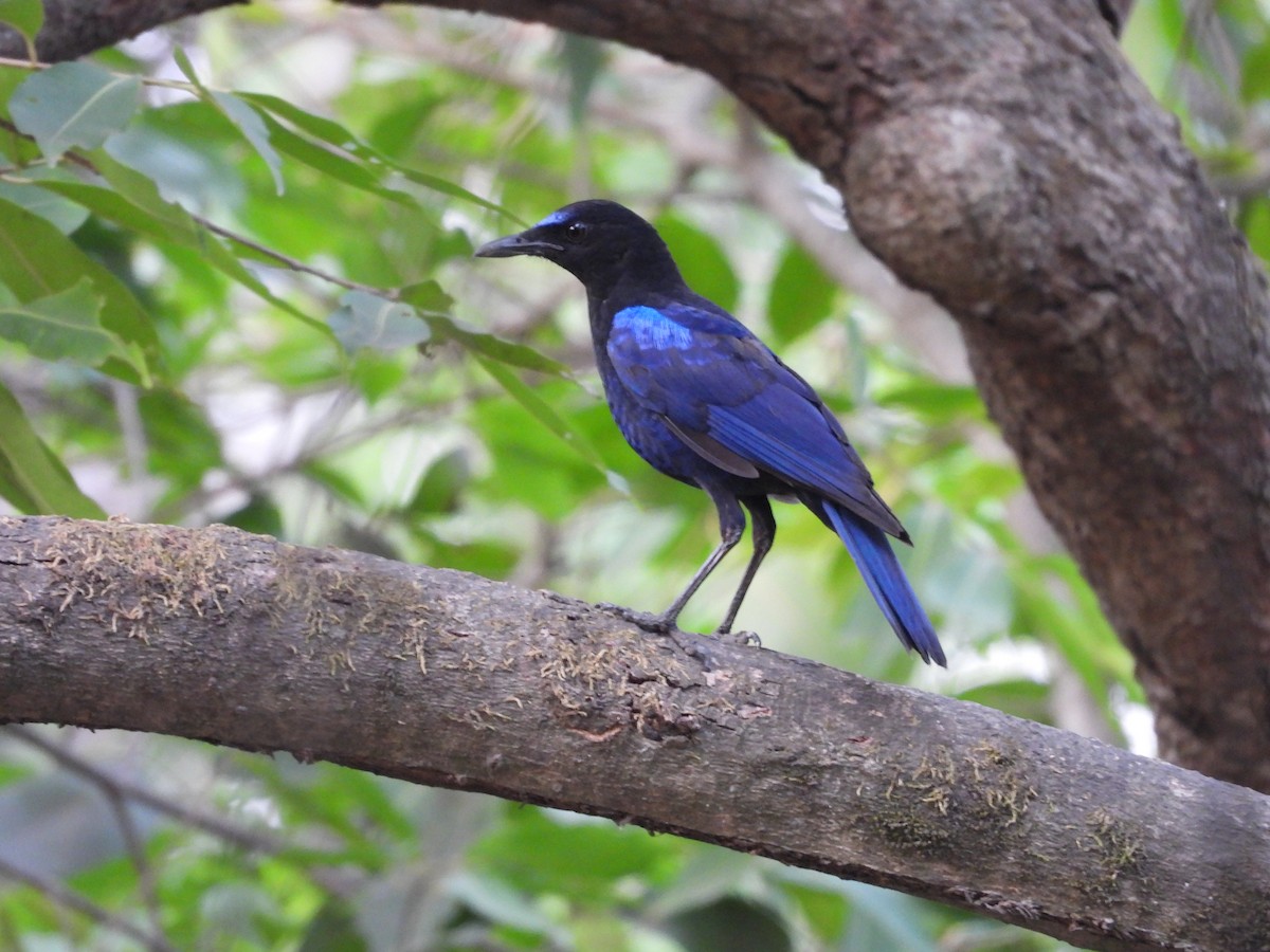 Малабарская синяя птица - ML619680589