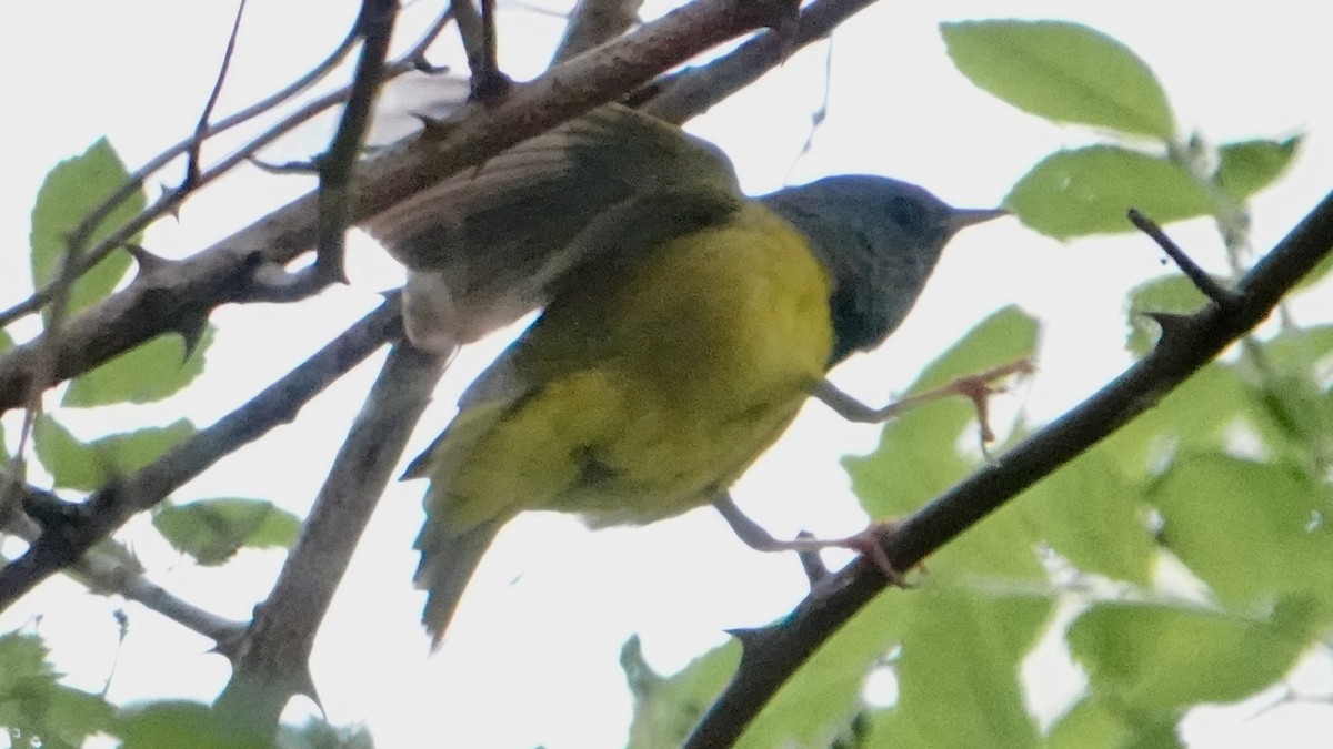 Mourning Warbler - ML619680614