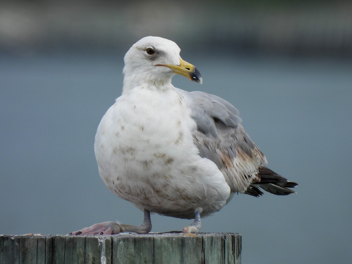 Herring Gull - ML619680621