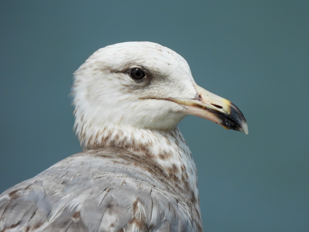 Herring Gull - ML619680624