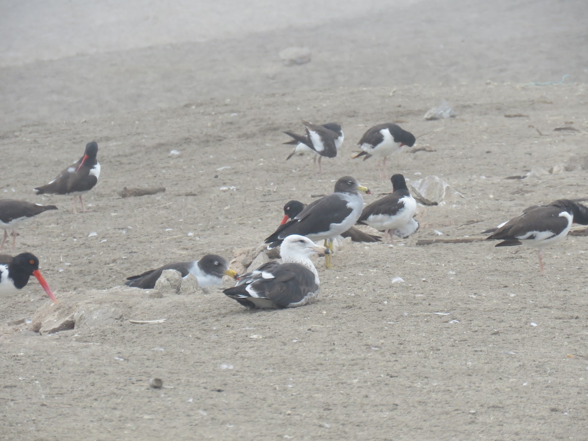 Belcher's Gull - ML619680626