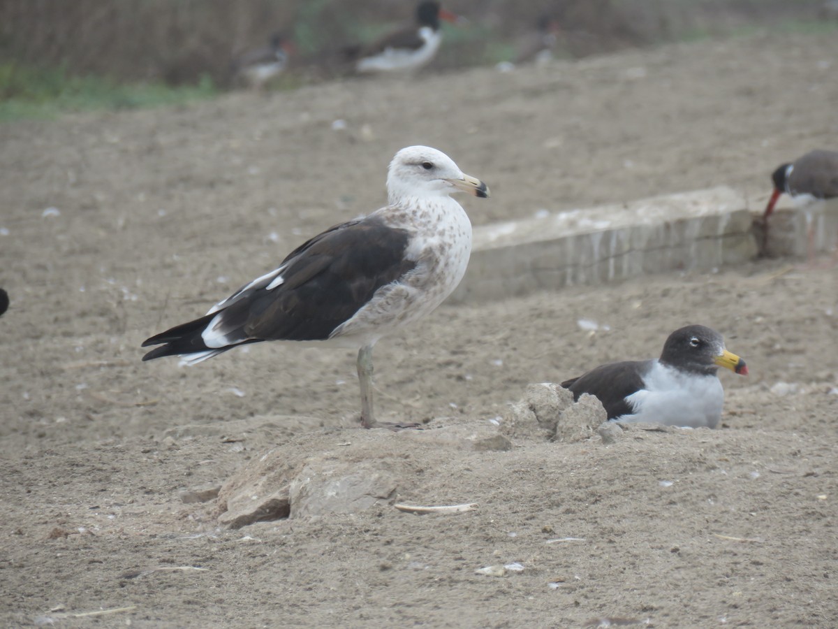 Belcher's Gull - ML619680627