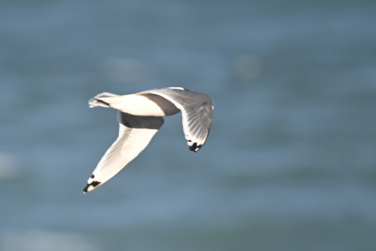 Franklin's Gull - ML619680638