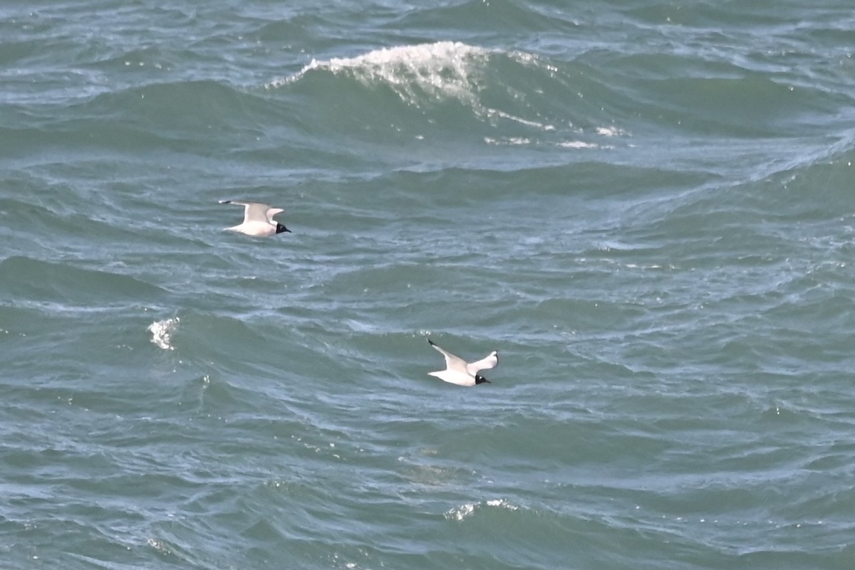 Franklin's Gull - ML619680639