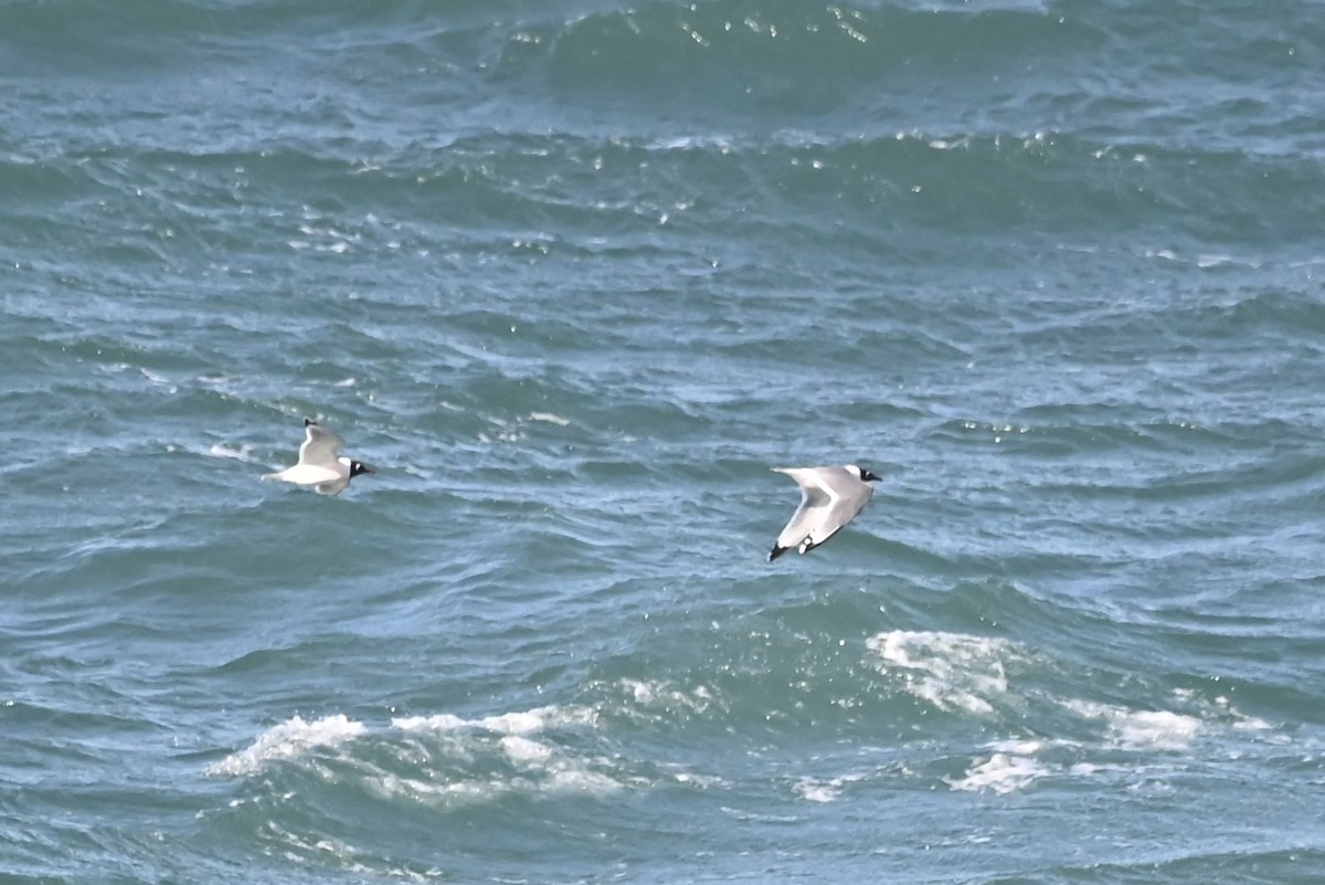 Franklin's Gull - ML619680640