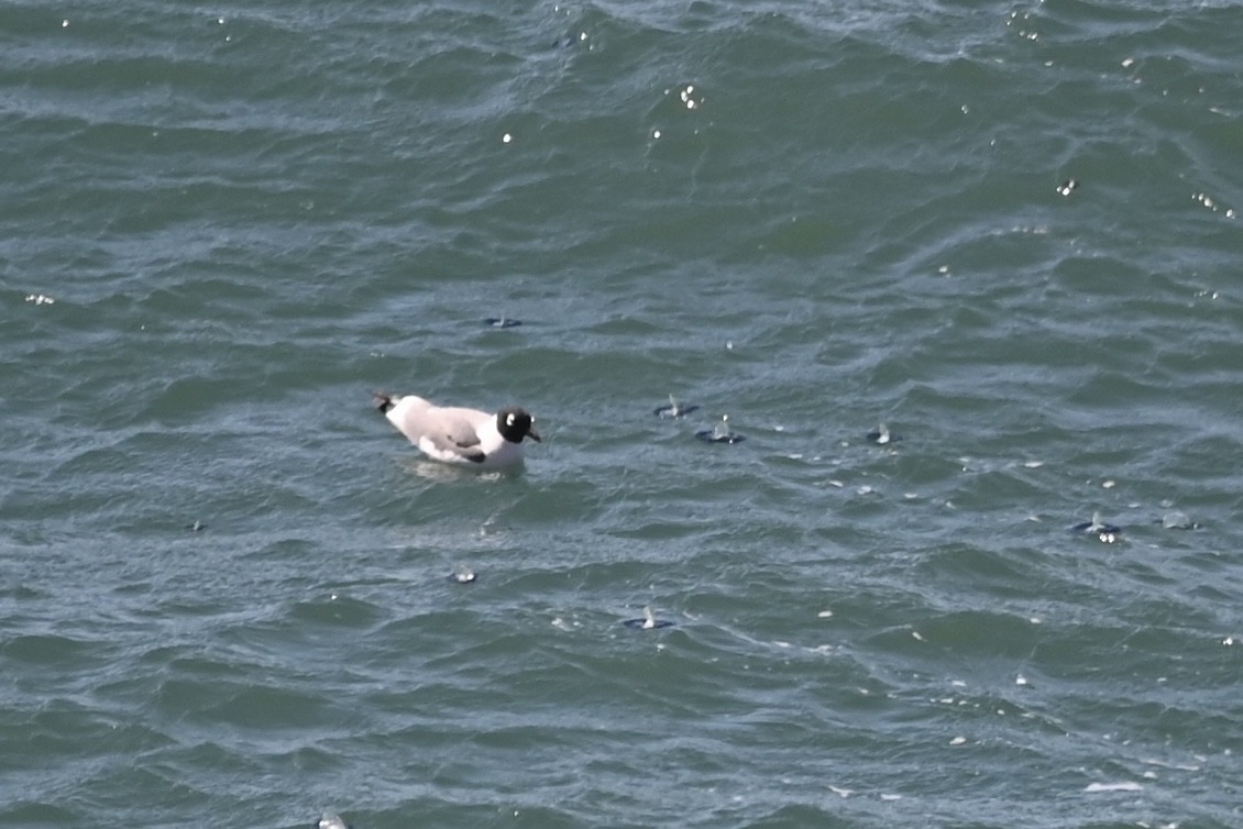 Franklin's Gull - ML619680641