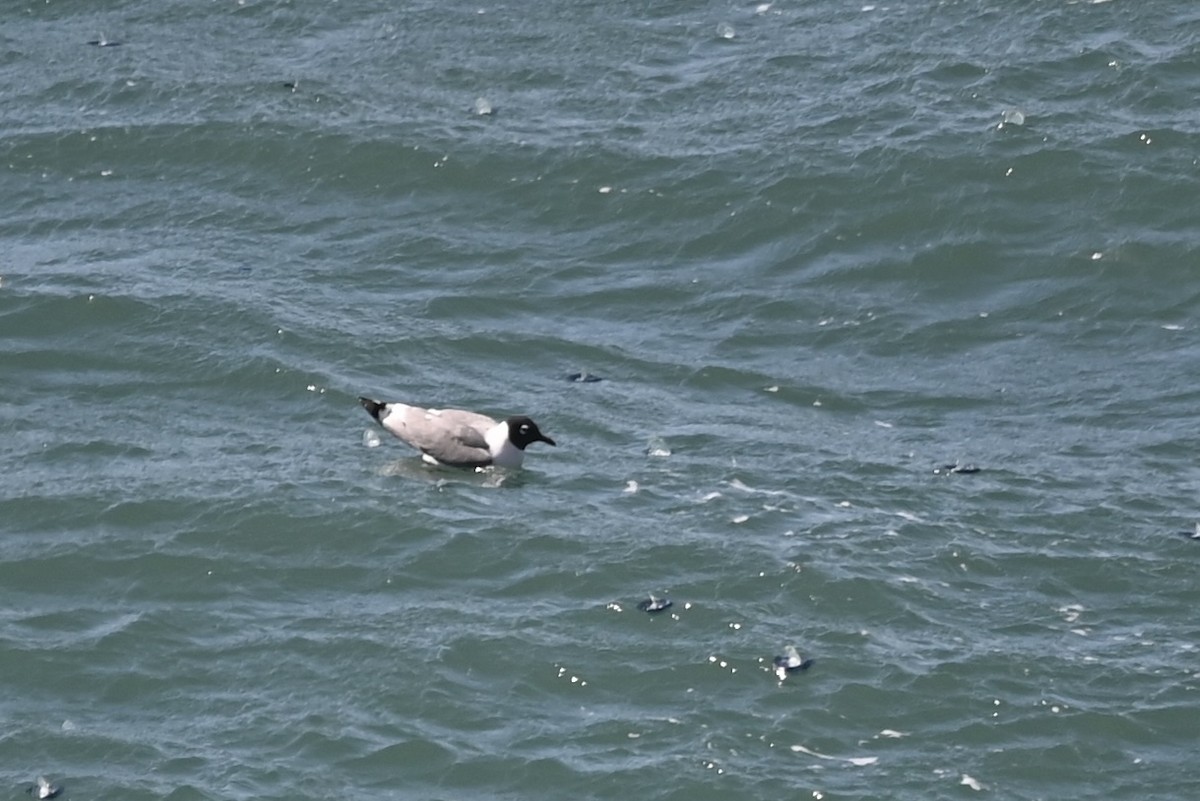 Franklin's Gull - Alex Castelein