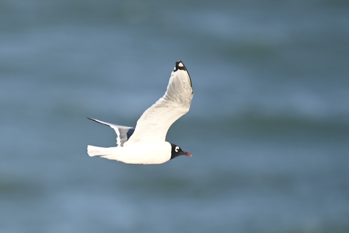 Franklin's Gull - ML619680643