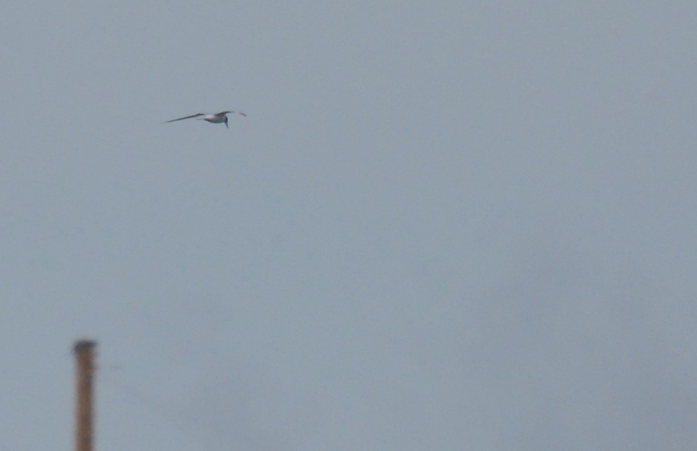 Forster's Tern - ML619680648