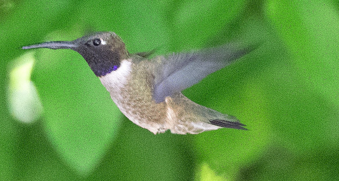 Black-chinned Hummingbird - ML619680666