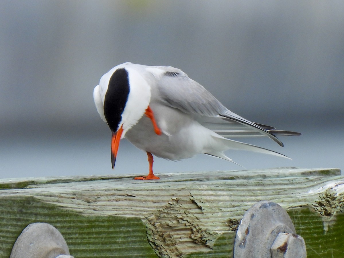 Common Tern - ML619680673