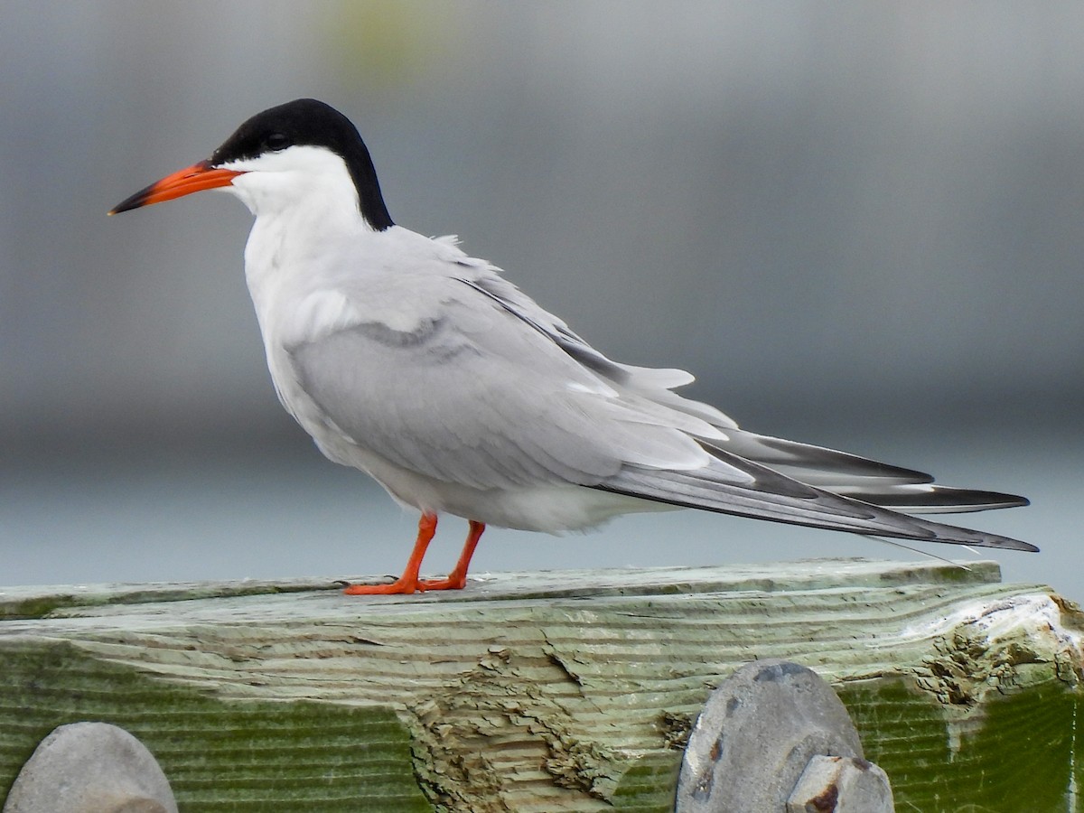 Common Tern - ML619680674