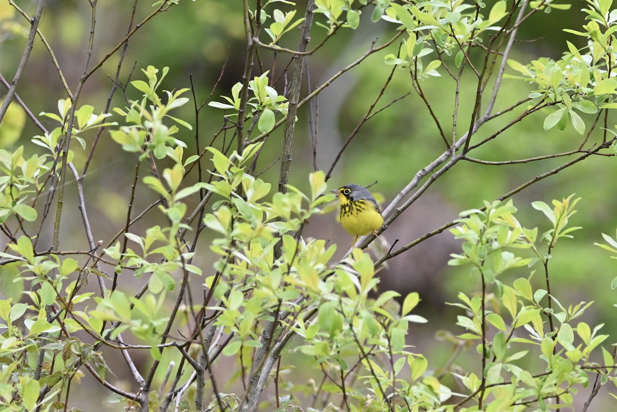 Canada Warbler - ML619680690