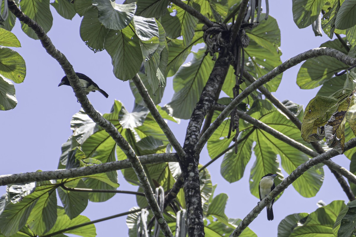 Orange-fronted Barbet - ML619680698