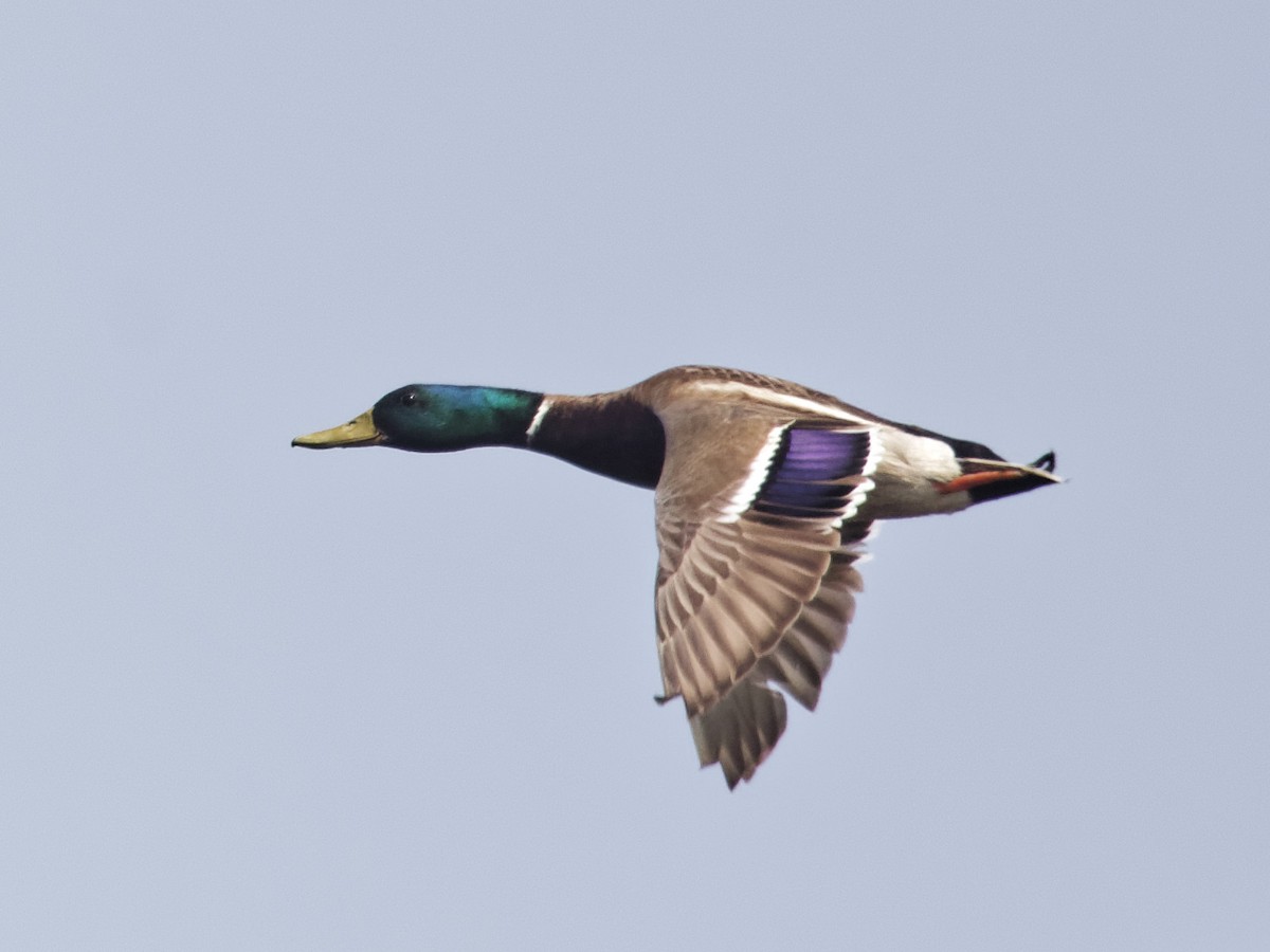 Mallard - ML619680722