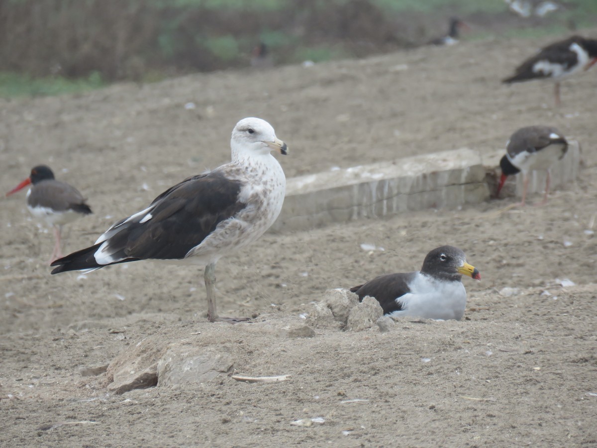 Belcher's Gull - ML619680726