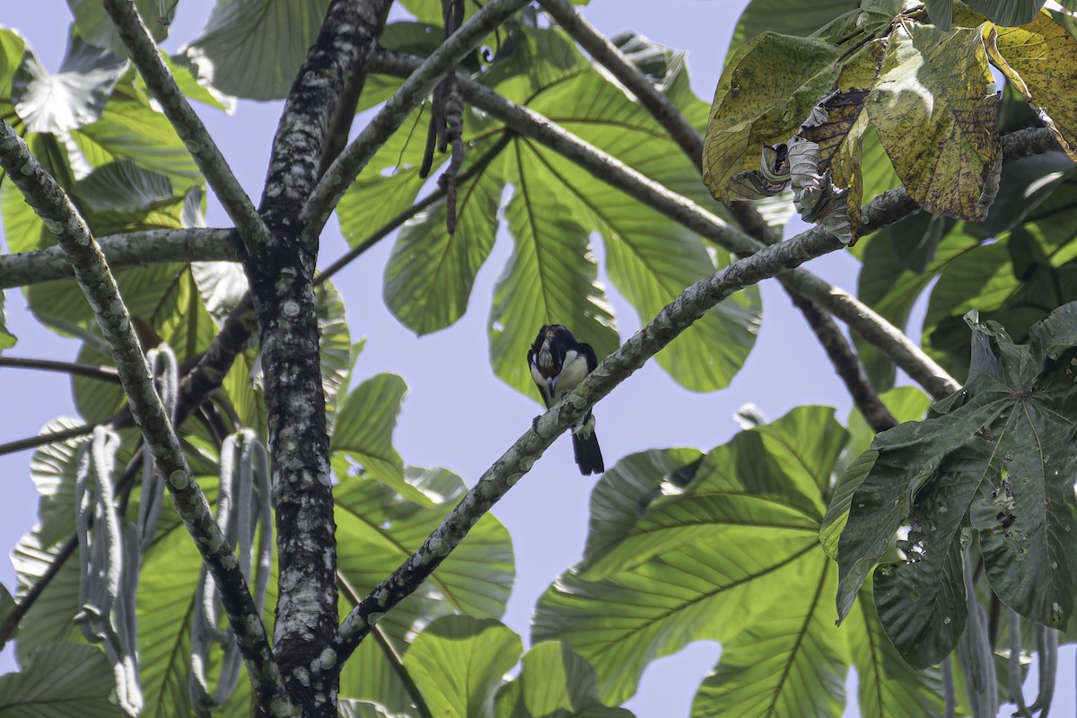 Orange-fronted Barbet - George Roussey