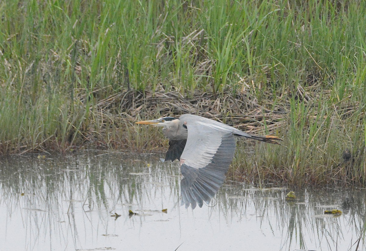 Garza Azulada - ML619680730