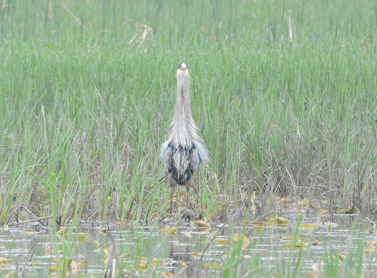 Great Blue Heron - ML619680731