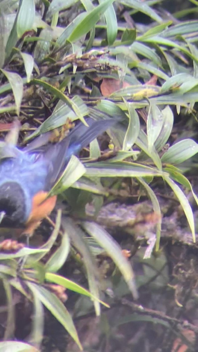 Blue-backed Conebill - Juan Fernando Giraldo Lopera